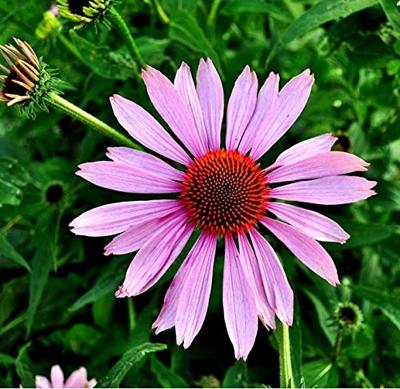 Rudbeckia purper/rood bloemzaden – Zonnehoed Rudbeckia purper/rood bloemzaden – Zonnehoed