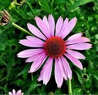 Rudbeckia purper/rood bloemzaden – Zonnehoed - thumbnail