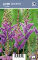 Vips Astilbe chinensis Pumila - Pluimspirea - thumbnail