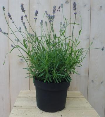 Gewone Lavendel Lavandula GROOT Lavandula Warentuin Natuurlijk - Warentuin natuurlijk