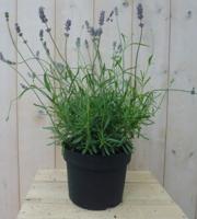 Gewone Lavendel Lavandula GROOT Lavandula Warentuin Natuurlijk - Warentuin natuurlijk - thumbnail