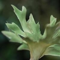 Anemoon Kunstbloem 40cm Blauw-Paars - thumbnail