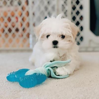 NYLABONE PUPPY FREEZER BONE WITH WASH CLOTH PINDAKAASSMAAK - thumbnail