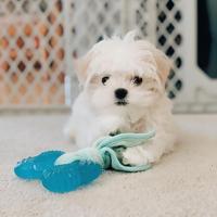 NYLABONE PUPPY FREEZER BONE WITH WASH CLOTH PINDAKAASSMAAK MEDIUM TOT 16 KG - thumbnail