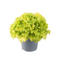 Purperklokje - thumbnail