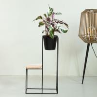 Calathea White Fusion - P12 - thumbnail