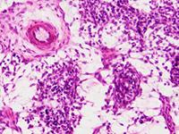 BRESSER Microscoop preparaten 30 stuks - Histologie - thumbnail