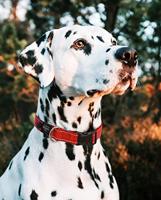 Rogz For Dogs nitelife halsband rood - thumbnail