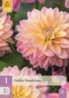 Dahlia mondriaan - thumbnail