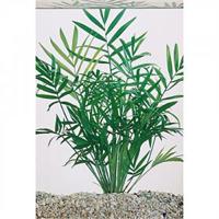 Bacopa crenata monnieri - 6 stuks - aquarium plant - thumbnail