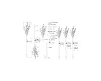 Arbusto a fioritura solare - GALIX - G4505 - H72 - thumbnail