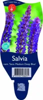 Salvia nem. Sens. Medium Deep Blue Griffioen - Griffioen - thumbnail