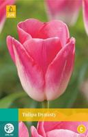 Tulp dynasty 7 bollen - thumbnail