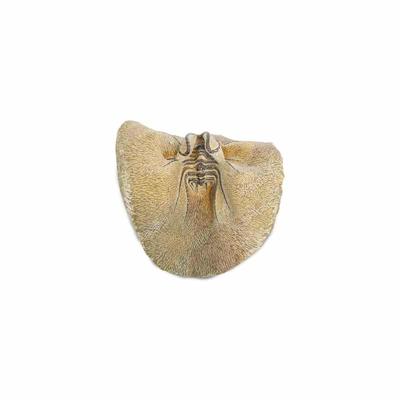 Trilobiet, Marokko Erfoud, nr. 178 - 13 cm - bruin - M Trilobiet, Marokko Erfoud, nr. 178 - 13 cm - bruin - M