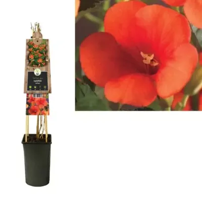 Rode Trompetbloem (Campsis radicans) klimplant Rode Trompetbloem (Campsis radicans) klimplant