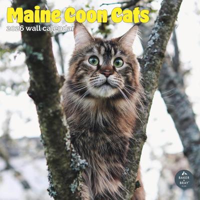 Maine Coon Kalender 2026