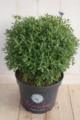 Bloombux Rhododendron 50 cm roze bloem Warentuin Natuurlijk - Warentuin natuurlijk Bloombux Rhododendron 50 cm roze bloem Warentuin Natuurlijk - Warentuin natuurlijk