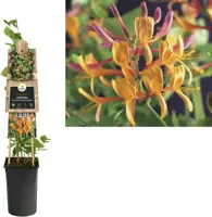 Kamperfoelie Lonicera Heckrottii American Beauty 75 cm klimplant - thumbnail