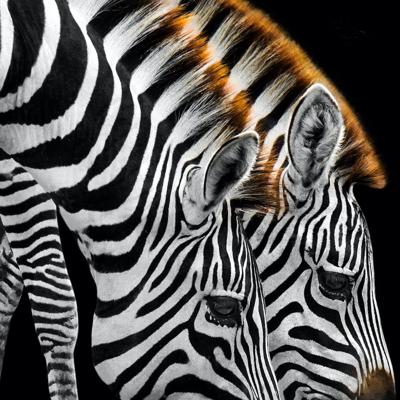 Schilderij - Drinkende zebra&apos;s , Zwart wit , 3 maten , Premium Print