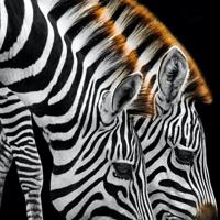 Schilderij - Drinkende zebra&apos;s , Zwart wit , 3 maten , Premium Print - thumbnail