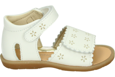 Falcotto MAYA 2 - alle