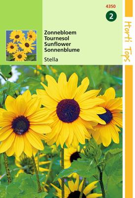 Zaden Helianthus Zonnebloem Stella Hortitops - Hortitops