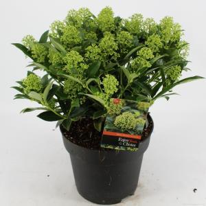Skimmia (Skimmia Japonica “White Dwarf”®) heester - 40-50 cm (C7) - 7 stuks