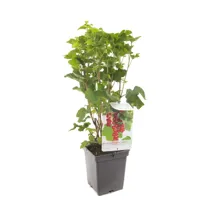Bessenstruik Ribes rubrum Jonkheer v Tets - Rode bes 18cm - thumbnail