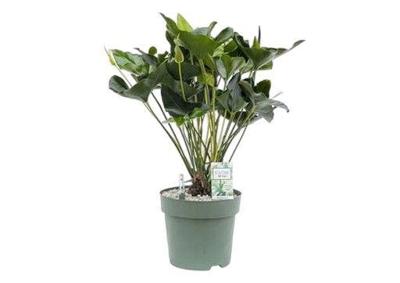 Anthurium Arrow Potmaat 30 H80-90 kamerplant Beautanic Lifestyle - Beautanic lifestyle