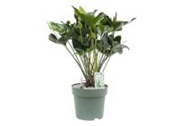 Anthurium Arrow Potmaat 30 H80-90 kamerplant Beautanic Lifestyle - Beautanic lifestyle - thumbnail