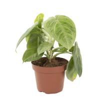 Syngonium Macrophyllum Frosted Heart - thumbnail