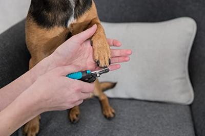 Trixie nagelschaar