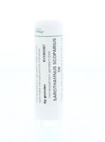 Homeoden Heel Sarothamnus scoparius D6 6 Gram - thumbnail