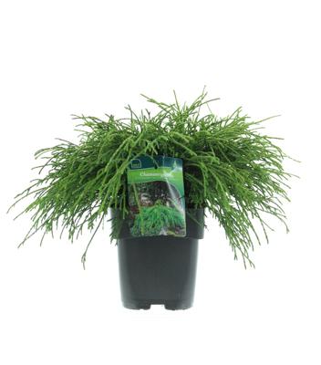 Schijncypres Schijncypres