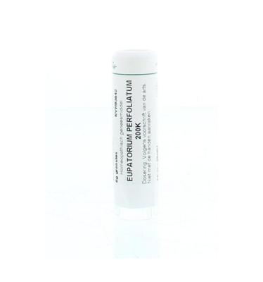 Homeoden Heel Eupatorium perfoliatum 200K 6 Gram Homeoden Heel Eupatorium perfoliatum 200K 6 Gram