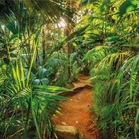 Komar fotobehang jungle trail 368x254 cm - thumbnail