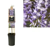Blauwe regen (Wisteria Sinensis "Prolific") klimplant 70 cm - thumbnail