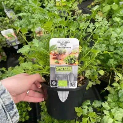Puur Biologische snij selderij