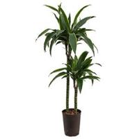 Dracaena arturo M hydrocultuur plant - thumbnail