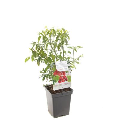 Bosbes Vaccinium cor. Pink Lemonade struik