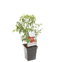 Bosbes Vaccinium cor. Pink Lemonade struik - thumbnail