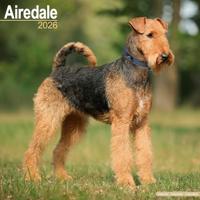 Airdale Calendar 2026 Square Dog Breed Wall Calendar - 16 Month - thumbnail