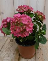 Hortensia Hydrangea Roze 30 - 40 cm 4 tot 6 bloemen Warentuin Natuurlijk - Warentuin natuurlijk - thumbnail