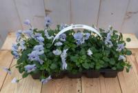Bosviolen Violen blauw 6 stuks in tasje Viola Warentuin Natuurlijk - Warentuin natuurlijk - thumbnail