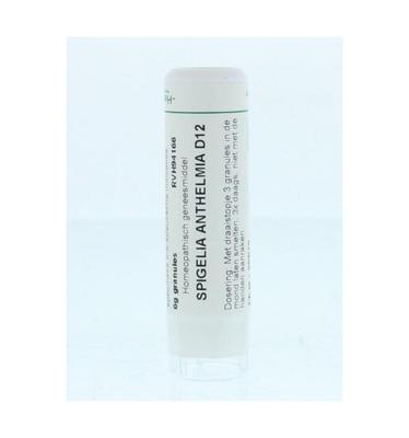 Homeoden Heel Spigelia anthelmia D12 6 Gram