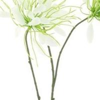 Spider flower spray cream 94 cm kunstbloem Erutan Avon - Erutan avon - thumbnail