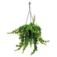 Aeschynanthus rasta hangplant - thumbnail