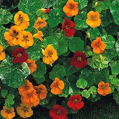 Lage enkele Oost-Indische kers bloemzaden – Oost-Indische kers Tom Thumb mix