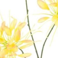 Spider flower spray yellow 94 cm kunstbloem Erutan Avon - Erutan avon - thumbnail