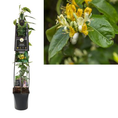 Kamperfoelie Lonicera Heckrottii Copper Beauty PBR 120 cm klimplant Kamperfoelie Lonicera Heckrottii Copper Beauty PBR 120 cm klimplant